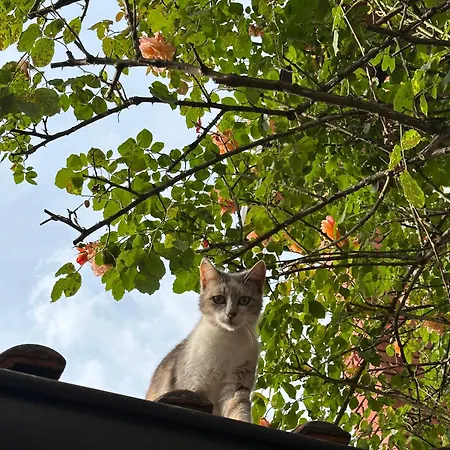 Yasmin - Your Window To Apartment