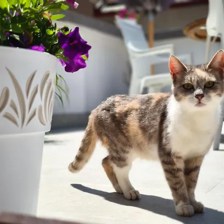 Yasmin - Your Window To Appartement *